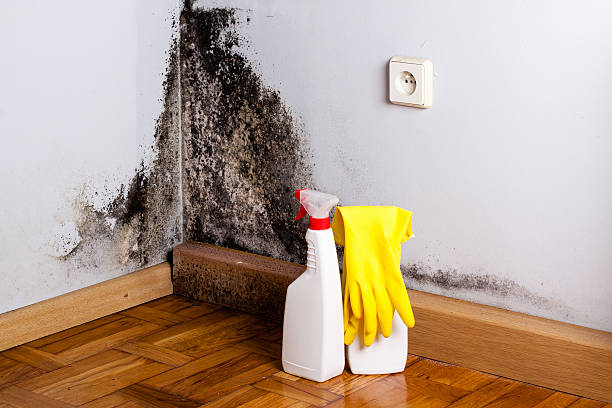 Home Mold Removal in Oakbrook, KY